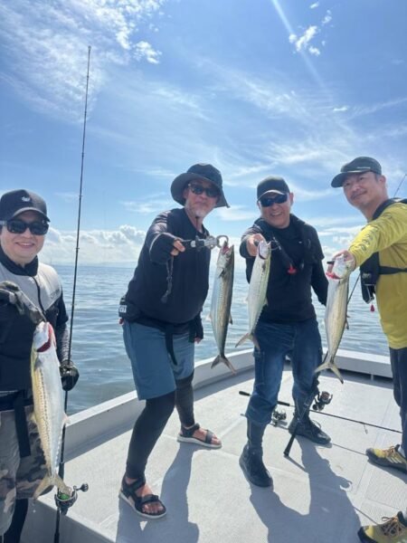 サゴシ(サワラ)