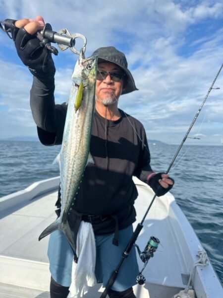 サゴシ(サワラ)