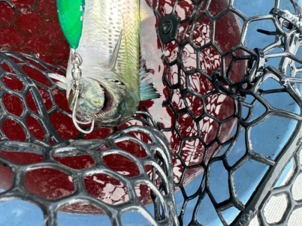 サゴシ(サワラ)