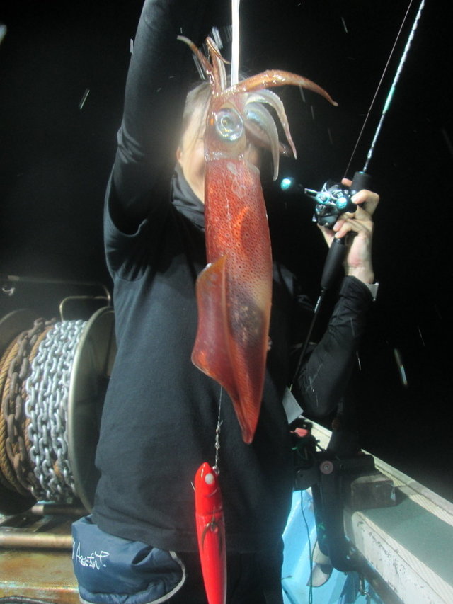 マイカ(ケンサキイカ)