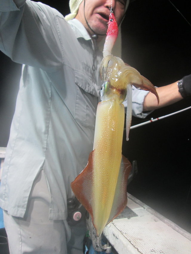 マイカ(ケンサキイカ)