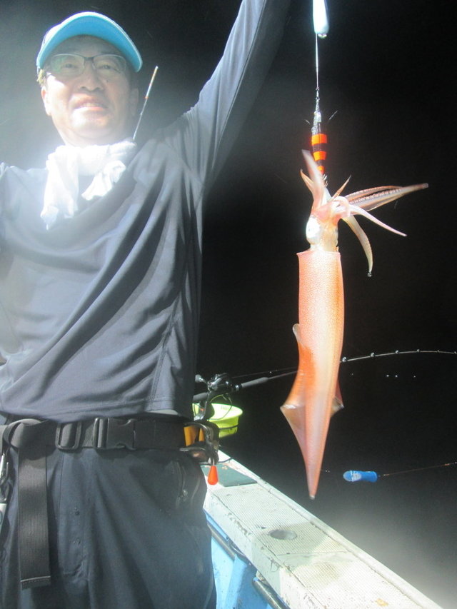 マイカ(ケンサキイカ)