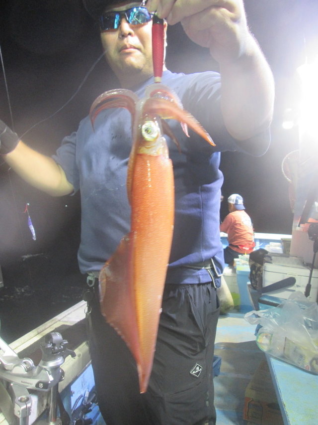 マイカ(ケンサキイカ)