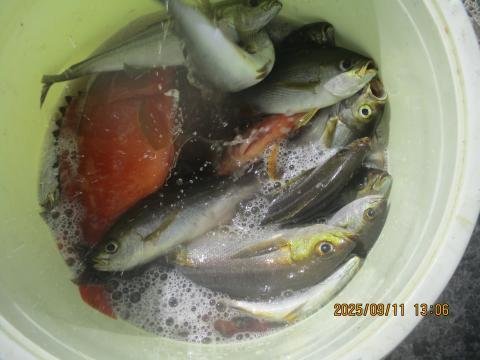 アカハタ・イサキ