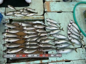 マダイ・マサバ