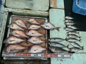 マダイ・マアジ・マサバ