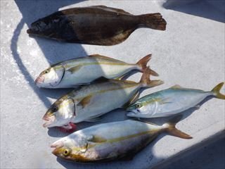 カンパチ・ヒラメ