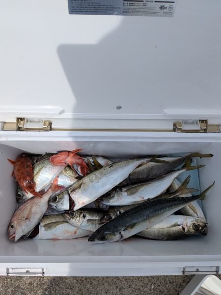 チャリコ(マダイ)・アジ(マアジ)・サバ(マサバ)