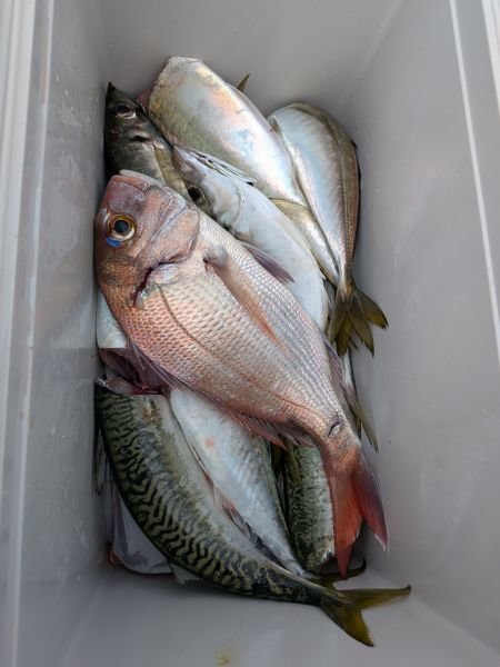 タイ(マダイ)・アジ(マアジ)・サバ(マサバ)