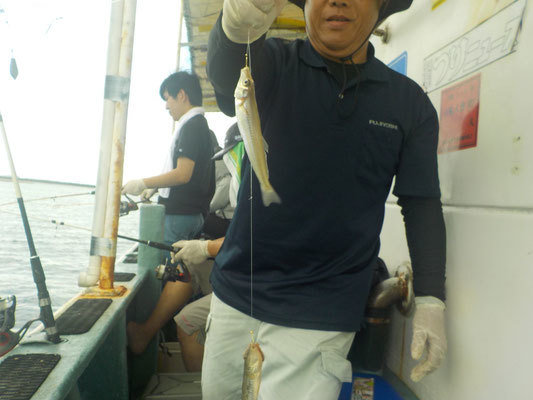 キス(シロギス)