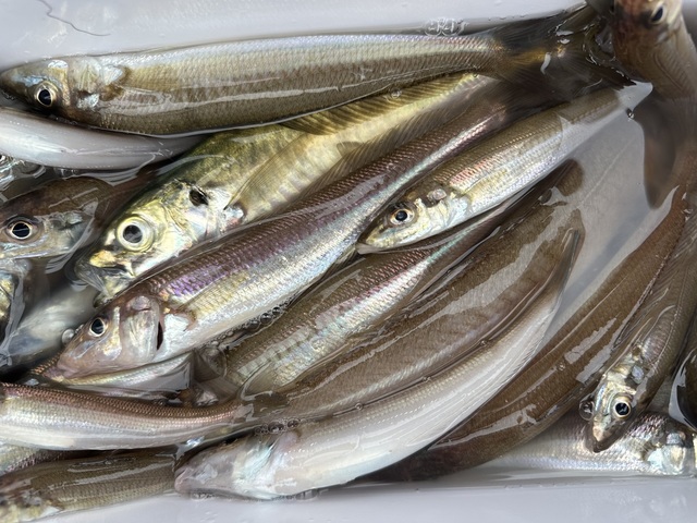 シロギス・アジ(マアジ)