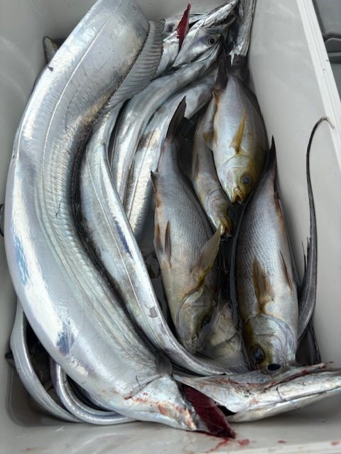 イサキ・タチウオ