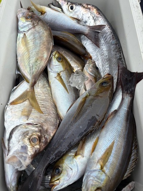 カイワリ・イサキ