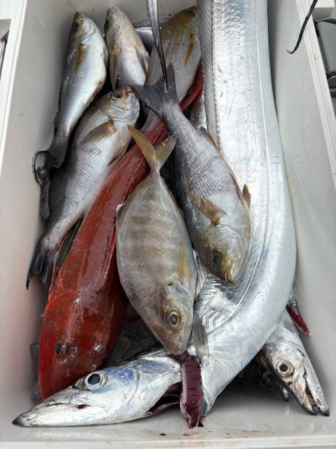 カイワリ・イサキ・タチウオ・ホウボウ・ウマズラハギ(ウマヅラハギ)