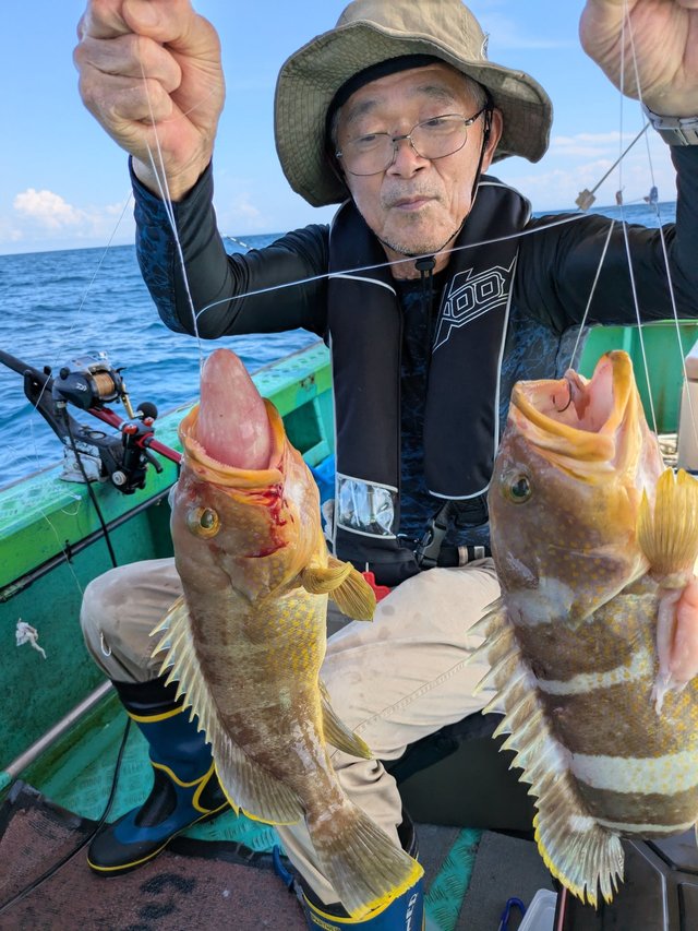 アオナ(アオハタ)