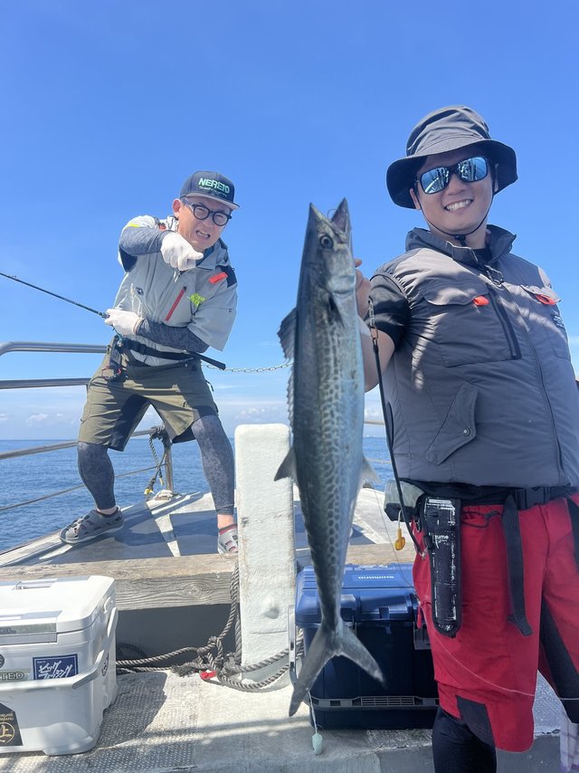 サゴシ(サワラ)