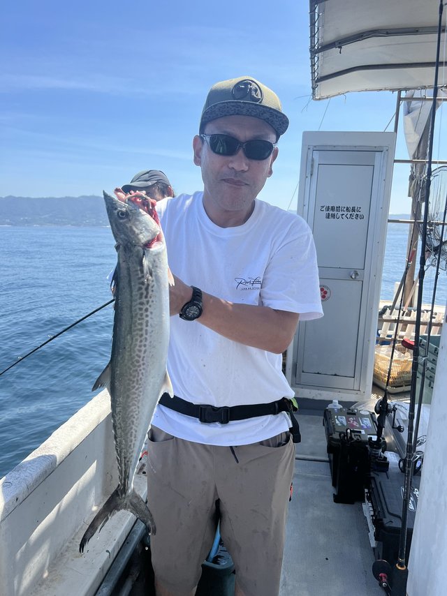 サゴシ(サワラ)