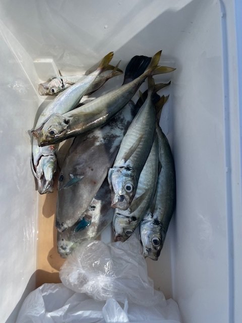 アジ(マアジ)・ウマヅラ(ウマヅラハギ)