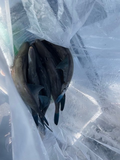 ウマヅラ(ウマヅラハギ)