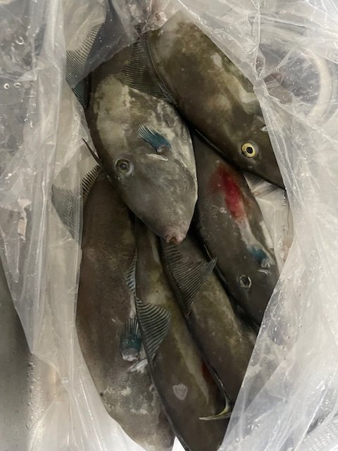 ウマヅラ(ウマヅラハギ)