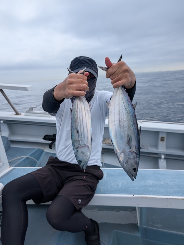 ホンガツオ(カツオ)