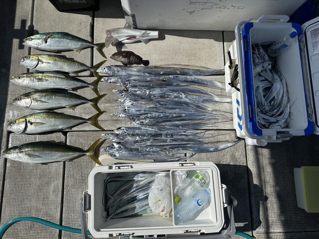 アオハタ・メジロ(ブリ)・タチウオ