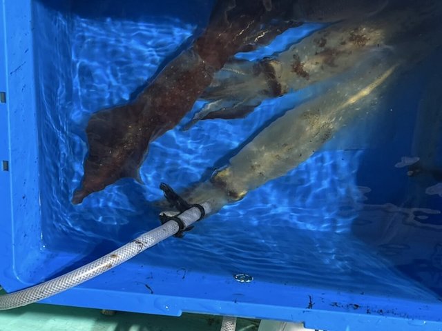 イカ(ケンサキイカ)