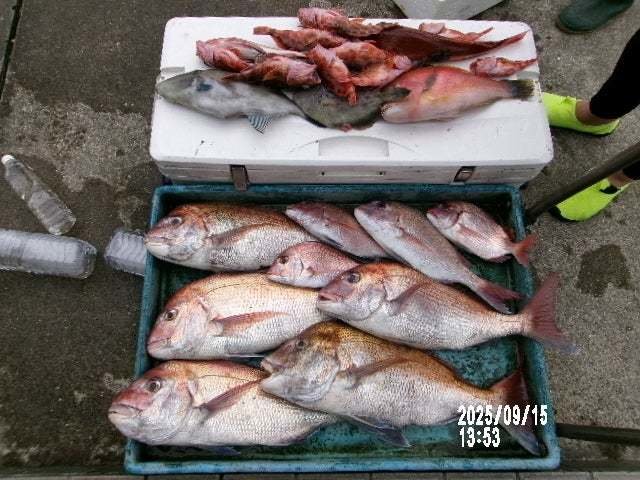 マダイ・イラ・カサゴ・カワハギ・ウマヅラ(ウマヅラハギ)