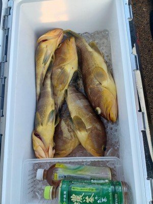 アオナ(アオハタ)