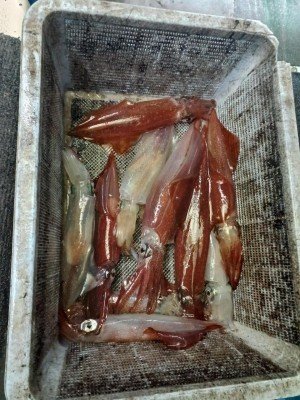 イカ(ケンサキイカ)