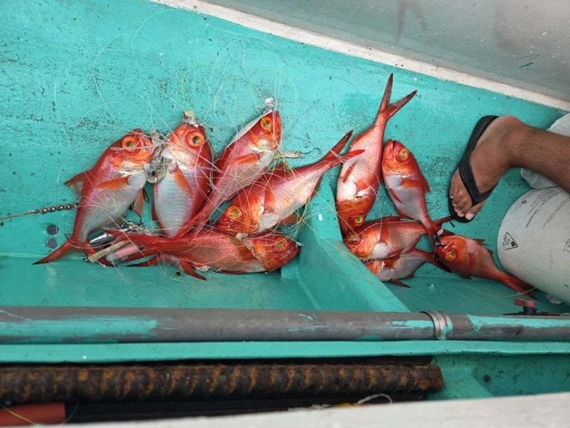 キンメ(キンメダイ)