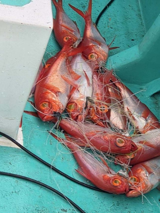 キンメ(キンメダイ)