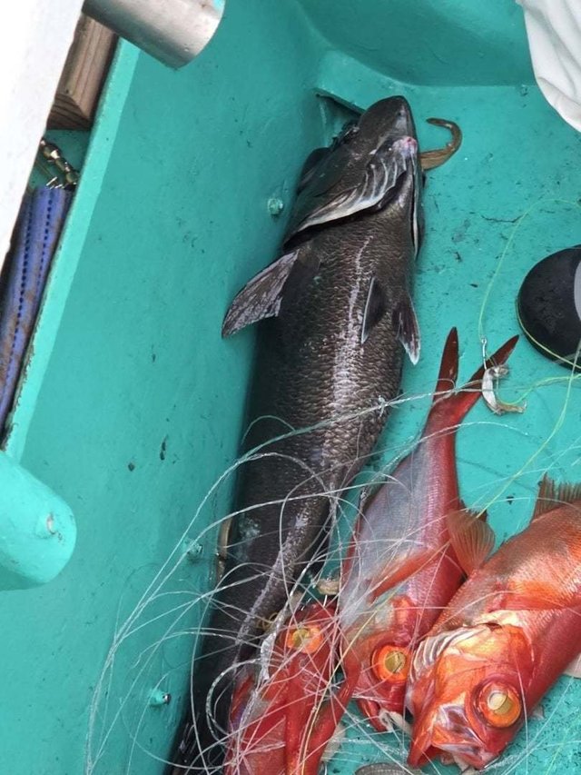 クロムツ・キンメ(キンメダイ)