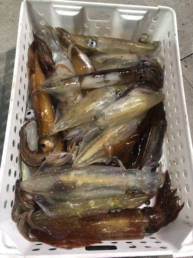 マルイカ(ケンサキイカ)