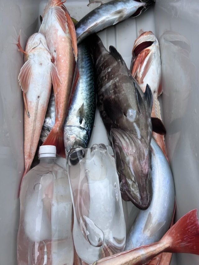 アジ(マアジ)・サンパク(ブリ)・サバ(ゴマサバ)