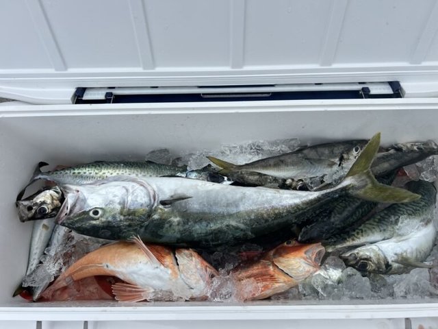 アジ(マアジ)・ホウボウ・サバ(ゴマサバ)