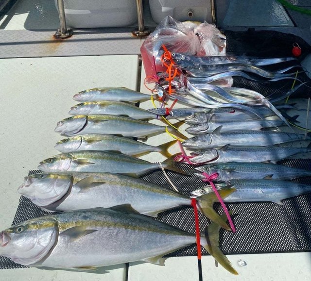 ツバス(ブリ)・ハマチ(ブリ)・メジロ(ブリ)・サゴシ(サワラ)・タチ(タチウオ)