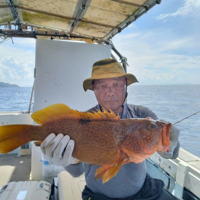 アコウ(キジハタ)