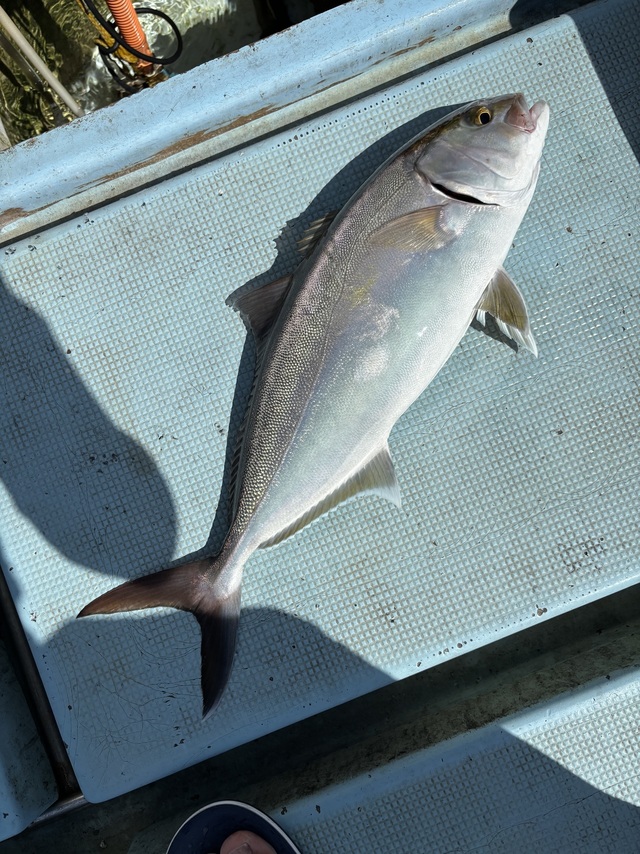 ネリゴ(カンパチ)