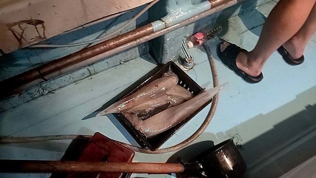 シロイカ(ケンサキイカ)