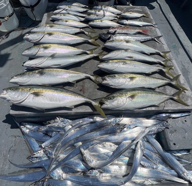 マダイ・ツバス(ブリ)・メジロ(ブリ)・サゴシ(サワラ)・タチウオ