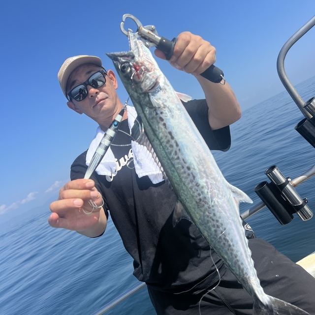 サゴシ(サワラ)