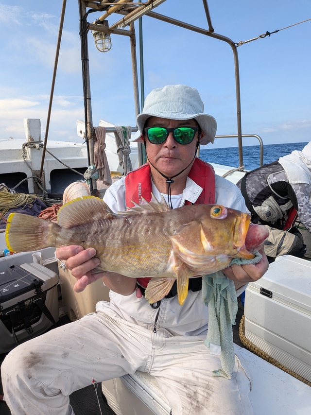 アオナ(アオハタ)