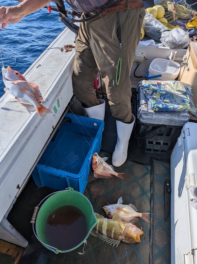 レンコ(キダイ)・アオナ(アオハタ)