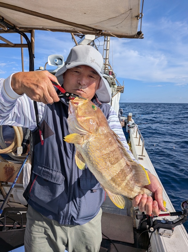 アオナ(アオハタ)