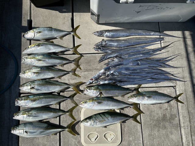 メジロ(ブリ)・タチウオ