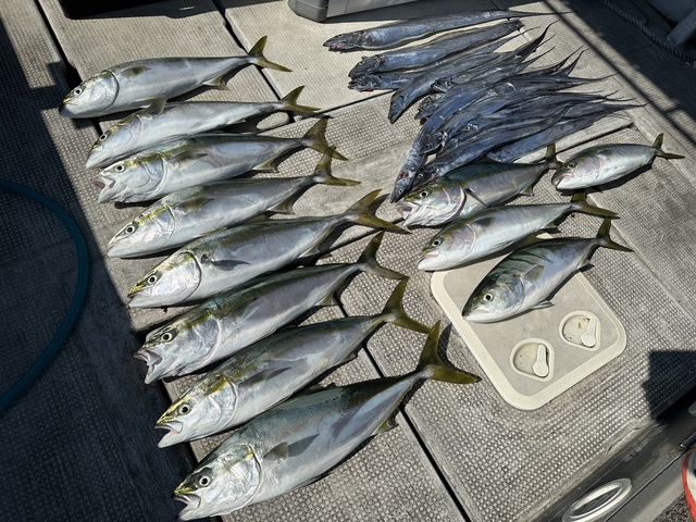 メジロ(ブリ)・タチウオ