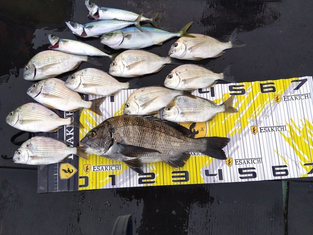 チヌ(クロダイ)・ヘダイ