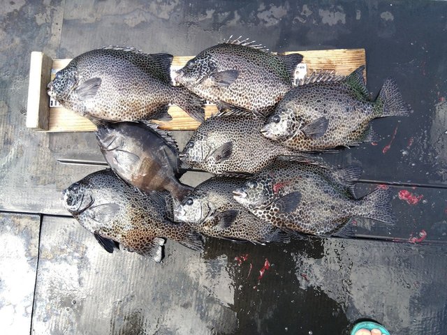 イシダイ・イシガキダイ