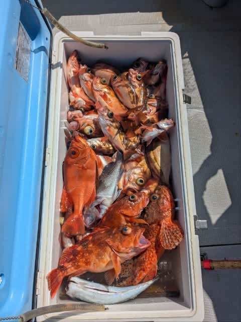 チカメキントキ・ウッカリカサゴ・メバル・サバ(ゴマサバ)